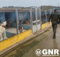 GNR levantou 697 autos de contraordenação e registou 4 crimes a animais de companhia