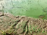 proTEJO denuncia bloom de algas (cianobactérias) no rio Tejo (c/fotos e vídeo) - Atualizada 