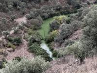 proTEJO denuncia bloom de algas (cianobactérias) no rio Tejo (c/fotos e vídeo) - Atualizada 
