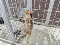 Abrantes tem proteção animal reforçada com viatura de recolha e sala de cirurgias (com áudio e fotos)