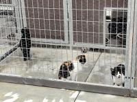 Abrantes tem proteção animal reforçada com viatura de recolha e sala de cirurgias (com áudio e fotos)