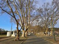Município abate 27 árvores em espaço público por questões de segurança (c/áudio)