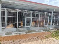 Abrantes tem proteção animal reforçada com viatura de recolha e sala de cirurgias (com áudio e fotos)