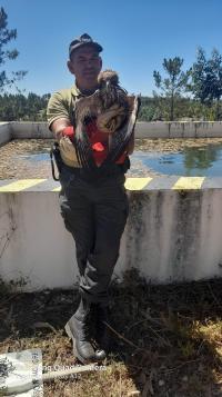 Bombeiros resgatam águia que caiu num tanque florestal (C/Fotos)
