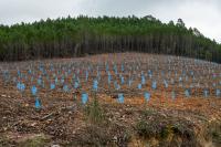 Há sete «Condomínios de Aldeia» com trabalhos no terreno