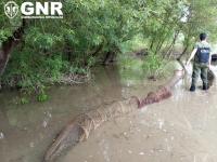 GNR apreende quase uma centena de nassas para pesca ilegal