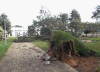 Mau tempo: Duas dezenas de operacionais recolhem detritos após ventos extremos em Salvaterra de Magos