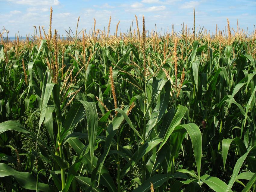Produtores de milho debatem alimentação, seca e PAC com olhos postos na Ucrânia