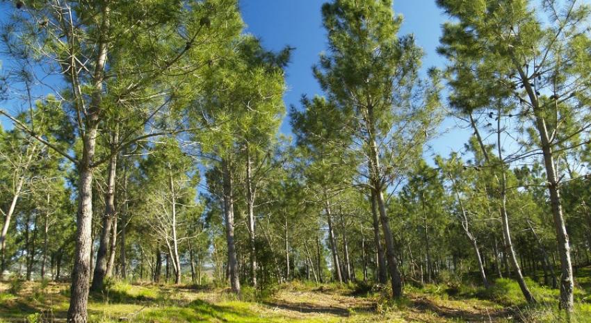 Investimento na floresta com evolução positiva mas insuficiente
