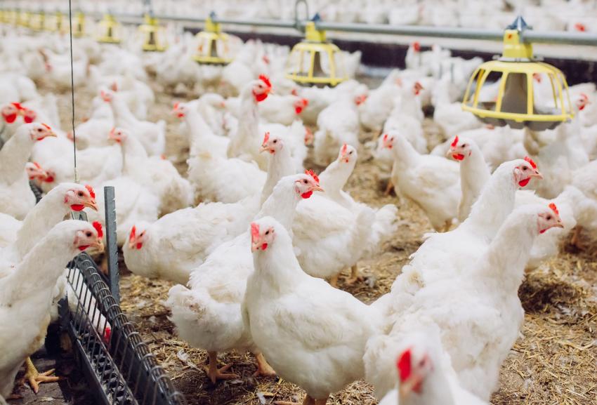 Distrito: Hong Kong proíbe importação de frango após casos de gripe aviária