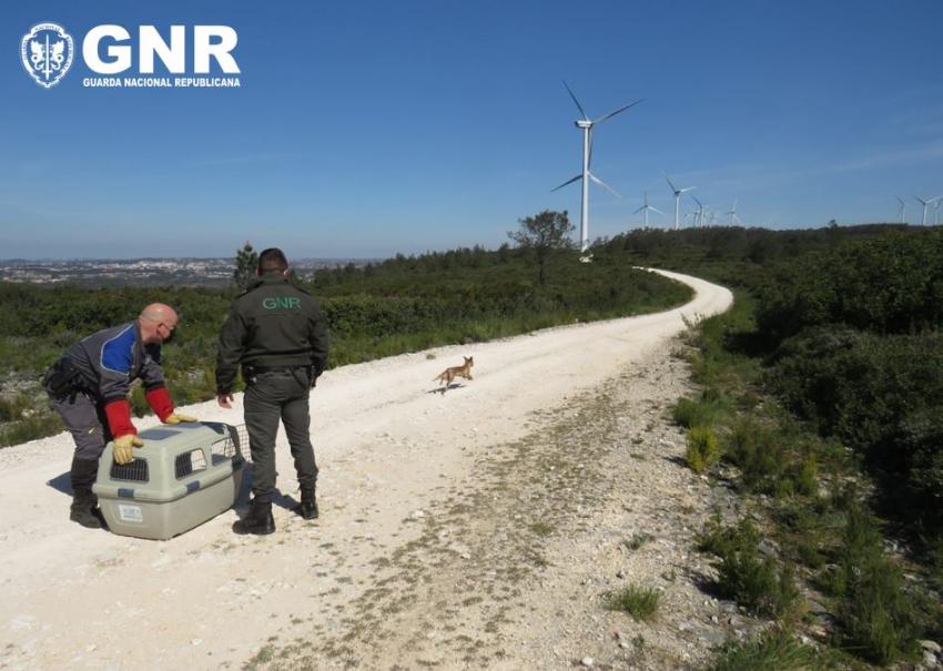 Rio Maior: GNR resgata raposa vermelha