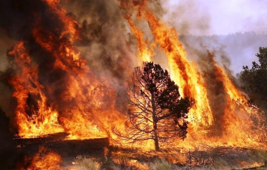 Vento forte dificulta combate às chamas no concelho de Abrantes