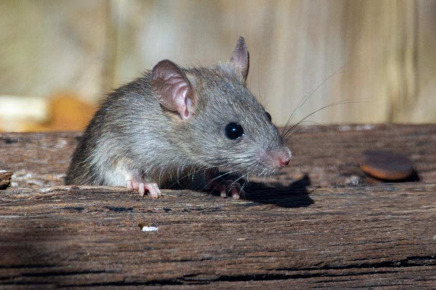 Mutações tornam ratos domésticos em Portugal mais resistentes a raticidas
