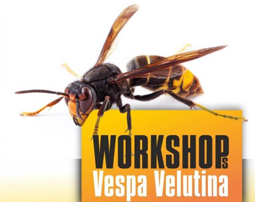 Sessões informativas sobre a vespa velutina