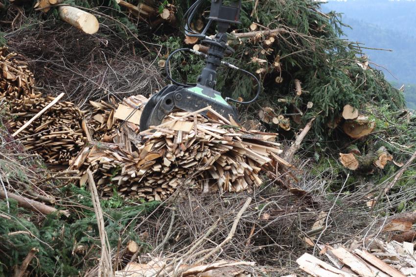 Setor florestal defende mais valias de reconversão da central do Pego para biomassa